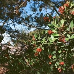 Berries growing on tree located next to path. - - Tom Brody