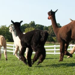 Luina Greine Farm