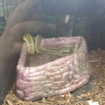 Reptile Island - A ball python inappropriatly labled a lemon blast with mites that is being starved to death. - Pet Stores Near Me - Stanton, California Reptile Island - A ball python inappropriatly labled a lemon blast with mites that is being starved to death. - Pet Stores Near Me - Stanton, California