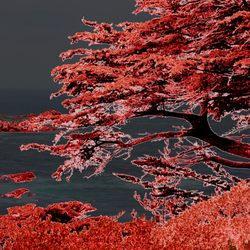 Nicole Oakes Wilson Insurance Agency - Point Lobos Red
