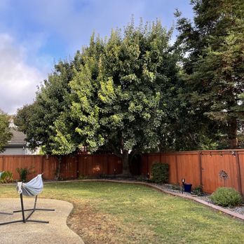 Ray's Tree Services - Before - Tree Services Near Me - Vallejo, California Ray's Tree Services - Before - Tree Services Near Me - Vallejo, California