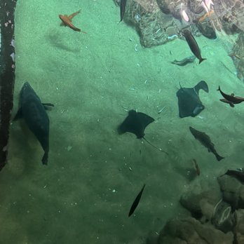 Monterey Bay Aquarium - Aerial Tank View - Aquariums Near Me - Monterey, California
