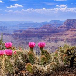 Arizona Desert Dermatology & Surgery
