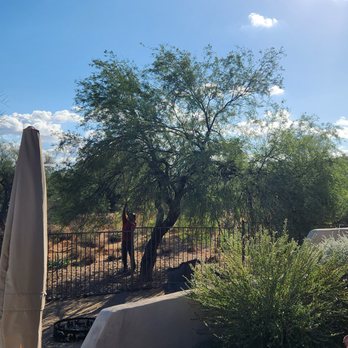 All American Arborist - Tree Services Near Me All American Arborist - Tree Services Near Me