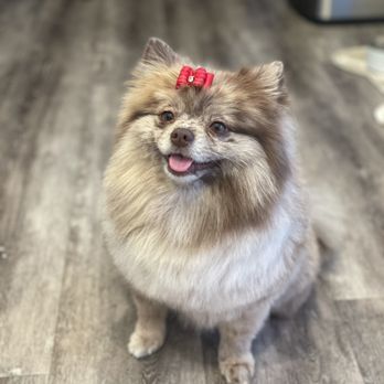 A Pups Dream Dog Grooming - @loveusomochi - Pet Groomers Near Me - Long Beach, California
