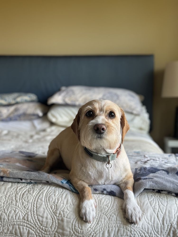 Fur Babies Image