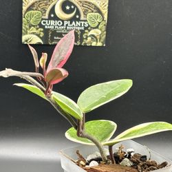 Curio Plants