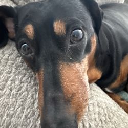 Premier Oral and Facial Surgery - My puppy
