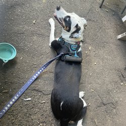 Backyard is dog-friendly