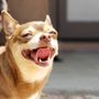Photo of Fur Heart Pet Care