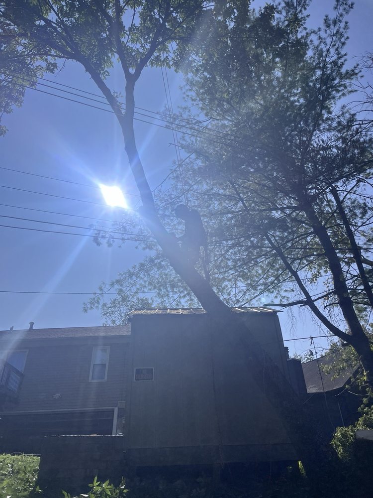 Straight Edge Tree Service - tree service in Lexington, KY