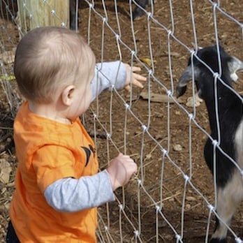 Gaver Farm - The animals were all friendly and approachable. I'm glad our little guy got to interact with them. - Pick Your Own Farms Near Me - Mount Airy, Maryland Gaver Farm - The animals were all friendly and approachable. I'm glad our little guy got to interact with them. - Pick Your Own Farms Near Me - Mount Airy, Maryland
