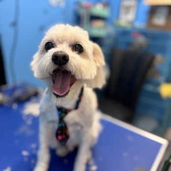 Pawfect Express Pet Spa - Pet Groomers Near Me - Montebello, California Pawfect Express Pet Spa - Pet Groomers Near Me - Montebello, California
