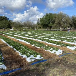 Strawberry field Strawberry field