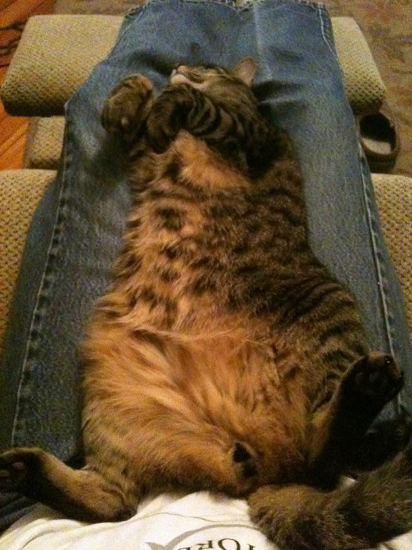 SUNFLOWER NATURAL PET SUPPLIES Updated October 2024 919 Iowa St