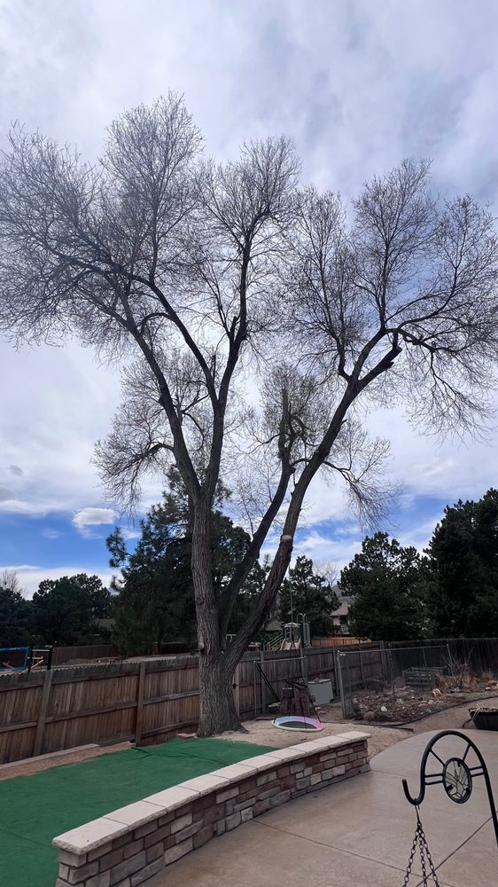 Peak Tree Service - tree service in Colorado Springs, CO