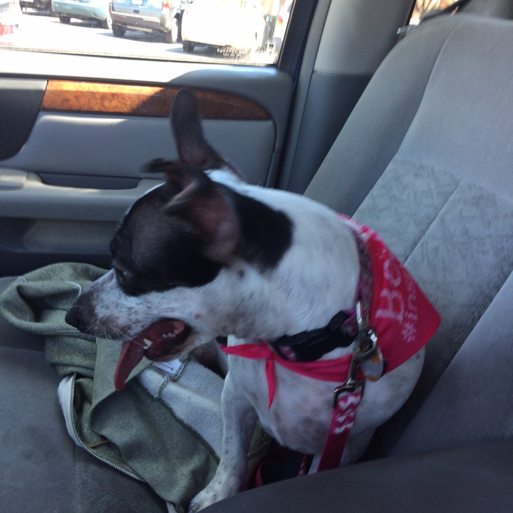 PetSmart - After her "special treatment" - Pet Stores Near Me - Modesto, California PetSmart - After her "special treatment" - Pet Stores Near Me - Modesto, California