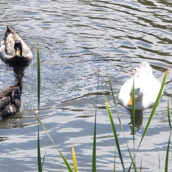 Webb Park - Parks Near Me - Rancho Bernardo, California