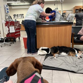 VEG ER for Pets - It gets busy - comforting my dog here while she gets blood drawn - Emergency Pet Hospital Near Me - Alexandria, Virginia VEG ER for Pets - It gets busy - comforting my dog here while she gets blood drawn - Emergency Pet Hospital Near Me - Alexandria, Virginia
