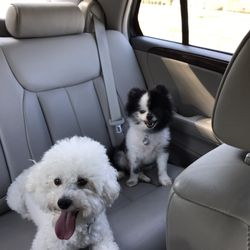 Top Dog Pets & Grooming