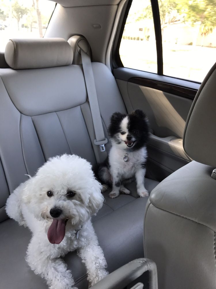 Top Dog Pets & Grooming Image