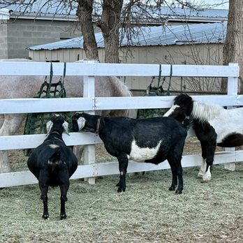 The Kinlands - Goats and horses next to the overflow parking lot - Farmers Market Near Me - Riverton, Utah