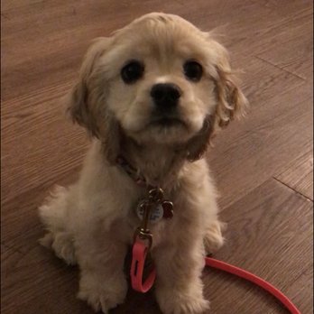 Thrive Dog Training - Meet Annie! A gorgeous Cocker Spaniel enrolled in our Private Lessons for Puppies Training Course! - Pet Training Near Me Thrive Dog Training - Meet Annie! A gorgeous Cocker Spaniel enrolled in our Private Lessons for Puppies Training Course! - Pet Training Near Me