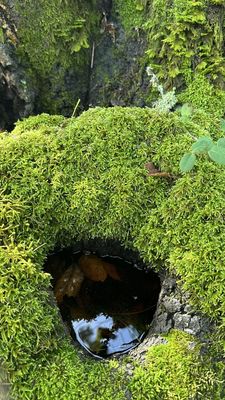 Trione-Annadel State Park by null