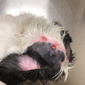 PetSmart - What needed to be done due to their negligence! - Pet Groomers Near Me - Houston, Texas