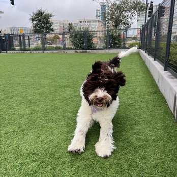 Tefani & So. Dogcare - Moose - Pet Sitting Near Me - San Francisco, California Tefani & So. Dogcare - Moose - Pet Sitting Near Me - San Francisco, California