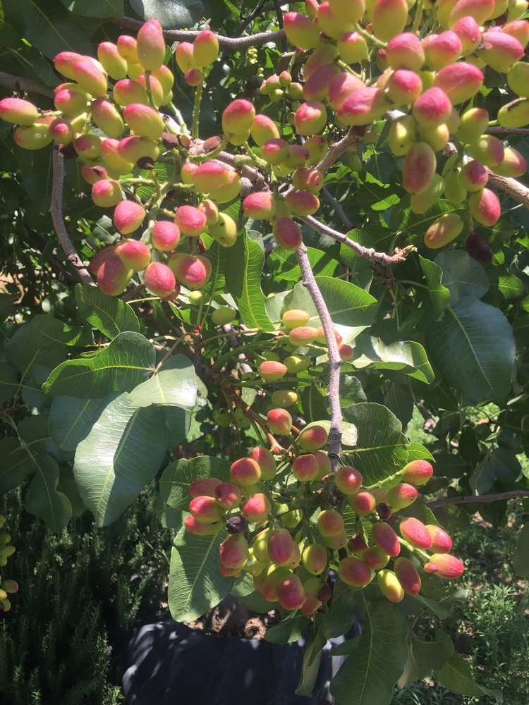 BUCHANAN HOLLOW NUT COMPANY Updated August 2024 14 Reviews 6510