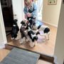 Photo of Your Pet Sitter