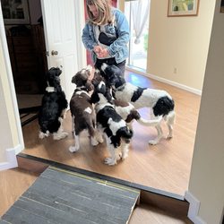 Your Pet Sitter - Your Pet Sitter