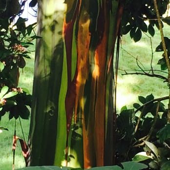 Awapuhi Adventures - Rainbow eucalyptus - Hiking Near Me - Makawao, Hawaii
