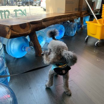 Brooklyn Paw House - Happy pup after his grooming session! - Pet Groomers Near Me - Brooklyn, New York Brooklyn Paw House - Happy pup after his grooming session! - Pet Groomers Near Me - Brooklyn, New York