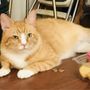 Photo of Fur The Love Of Your Pet