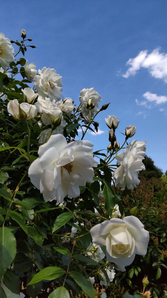 Ikuta Ryokuchi Park Rose Garden