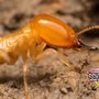 Photo of Schendel Pest Control