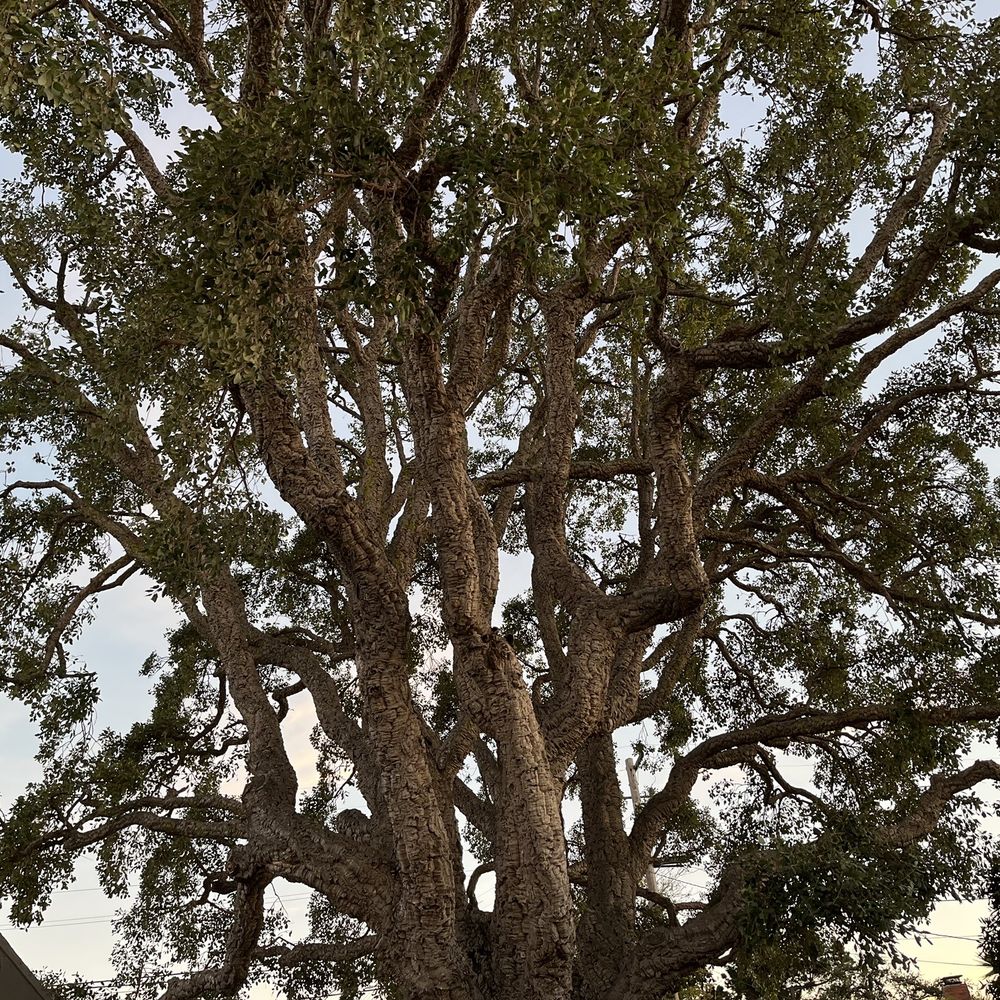 Complete Tree Care - Cork oak canopy (after pruning) - Tree Services Near Me - Berkeley, California Complete Tree Care - Cork oak canopy (after pruning) - Tree Services Near Me - Berkeley, California