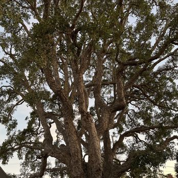 Complete Tree Care - Cork oak canopy (after pruning) - Tree Services Near Me - Berkeley, California Complete Tree Care - Cork oak canopy (after pruning) - Tree Services Near Me - Berkeley, California