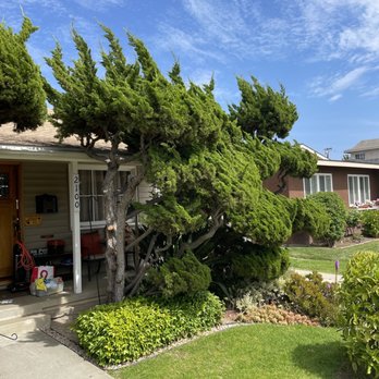 Jimmie's Tree Service - Before trim - Tree Services Near Me Jimmie's Tree Service - Before trim - Tree Services Near Me