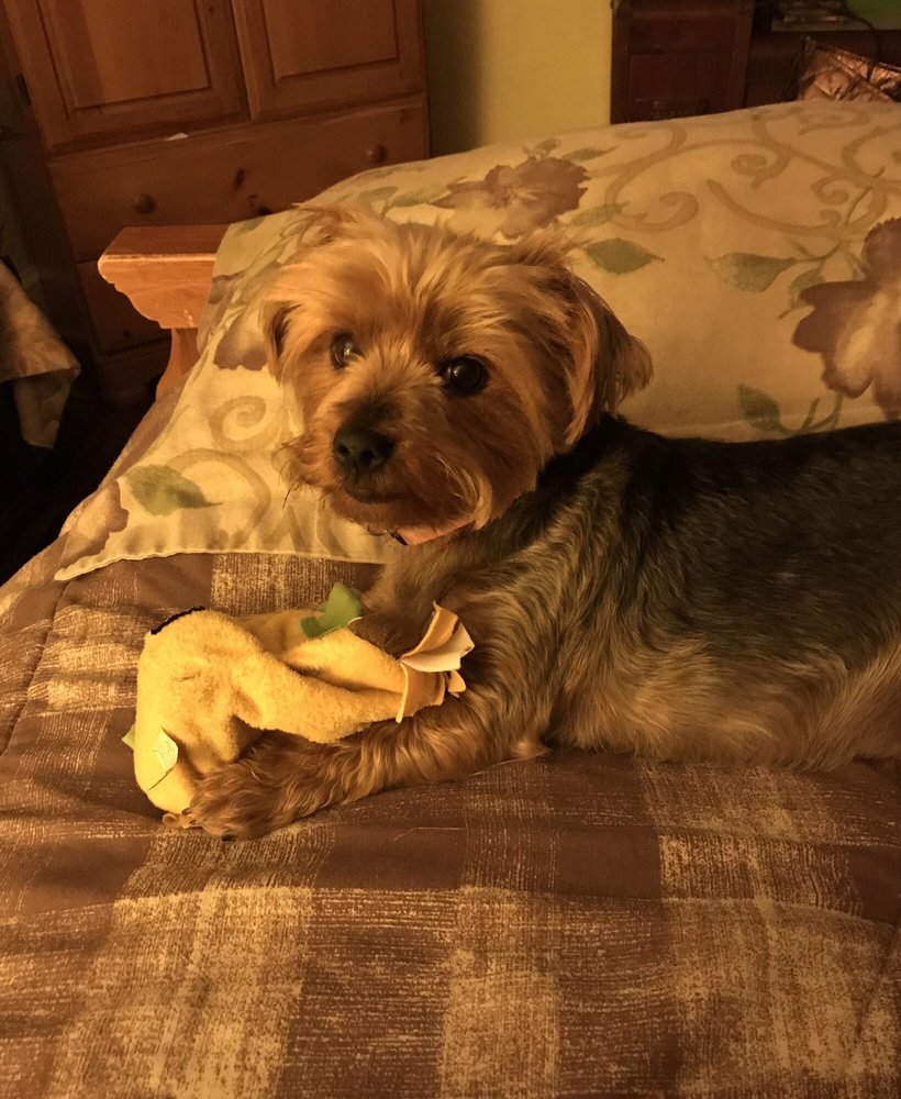 ALL 4 PAWS 14 Market St, Pittston, Pennsylvania Pet Sitting Phone