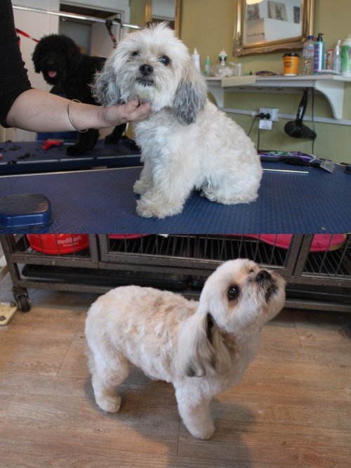 WEN’S DOG GROOMING Updated May 2024 83 Photos 1127 Malvern Rd