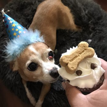 Dexter's Deli - Trying to get a pic but he's more interested in the cupcake. - Pet Stores Near Me - San Diego, California Dexter's Deli - Trying to get a pic but he's more interested in the cupcake. - Pet Stores Near Me - San Diego, California