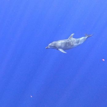 Hawaii Sail Charters - Bottlenose dolphin. - Boat Tours Near Me - Kailua-Kona, Hawaii