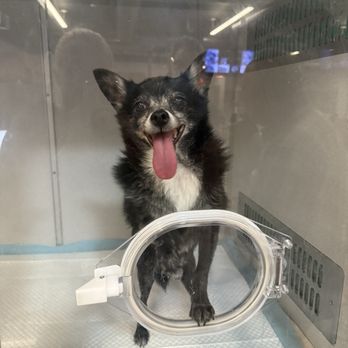 VEG ER for Pets - My dog Foxi - Emergency Pet Hospital Near Me - Brooklyn, New York