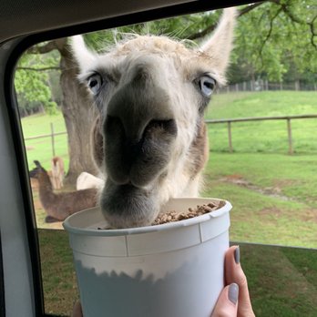 Virginia Safari Park - Zoos Near Me - Natural Bridge, Virginia Virginia Safari Park - Zoos Near Me - Natural Bridge, Virginia