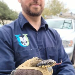 Urban Jungle Wildlife Removal - Snake removal from kitchen
