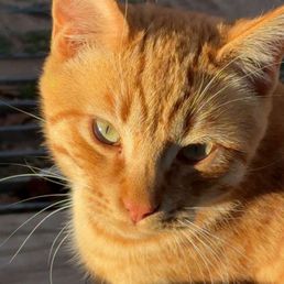 Cat Cat