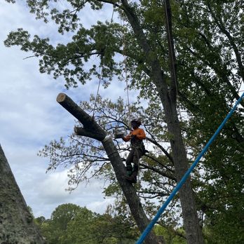 One Two Tree - Climber using a rope technique to safely lower the sections of wood down. - Tree Services Near Me
